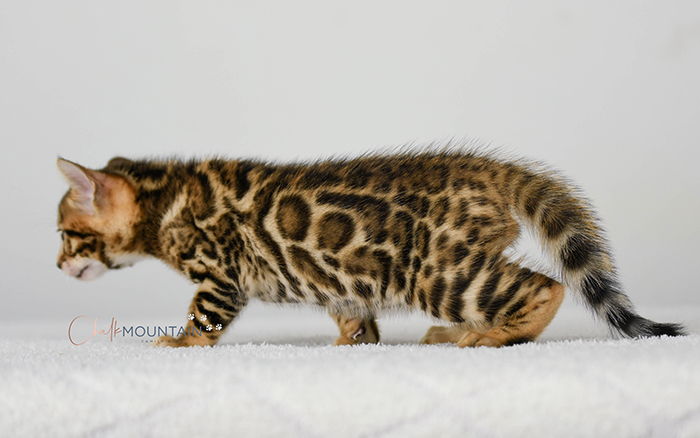 Bengal kitten for sale